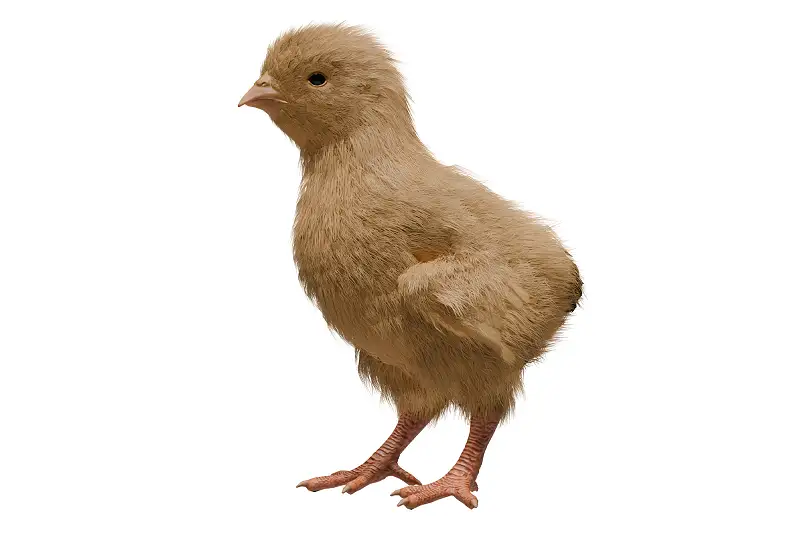 Feathered chick Asset Thumbnail