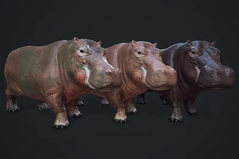 Hippopotamus - Rigged&Animated Asset Thumbnail