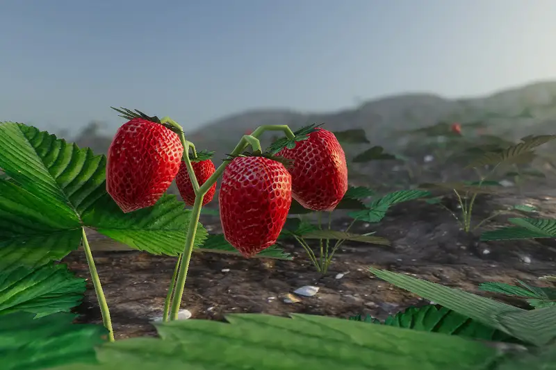 Strawberry Fields Forever Package Asset Thumbnail