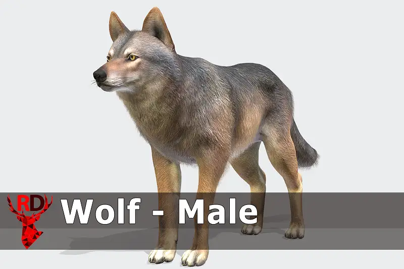 Realistic Wolf 3D Model with 90+ Animations Asset Thumbnail