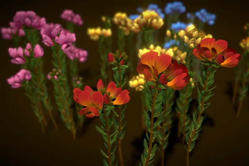 Flower Almaleea Subumbellata Asset Thumbnail