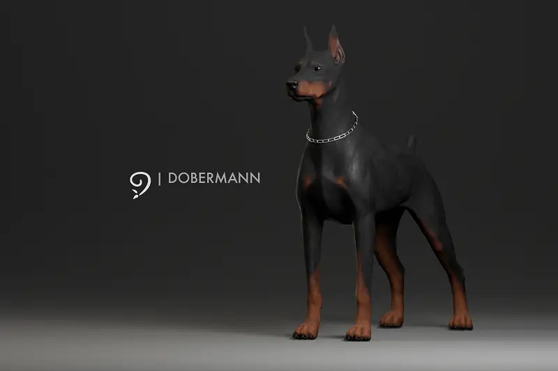 Dobermann Asset Thumbnail