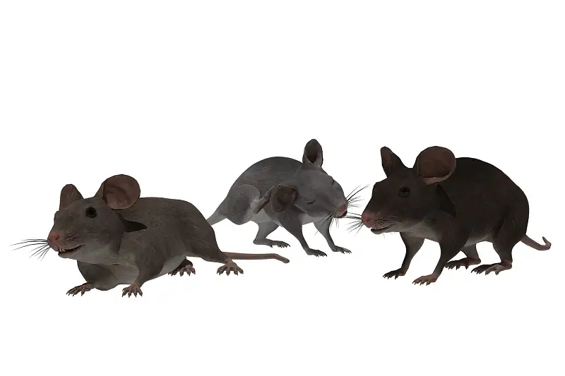 Realistic Mouse Model for Unity Asset Thumbnail