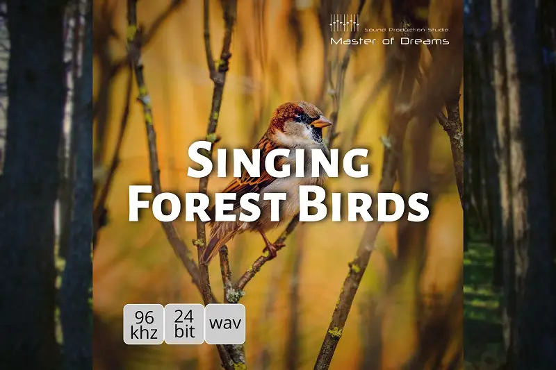 Singing Forest Birds Asset Image