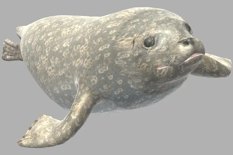 Earless Seal 3D Model and Animations Asset Thumbnail