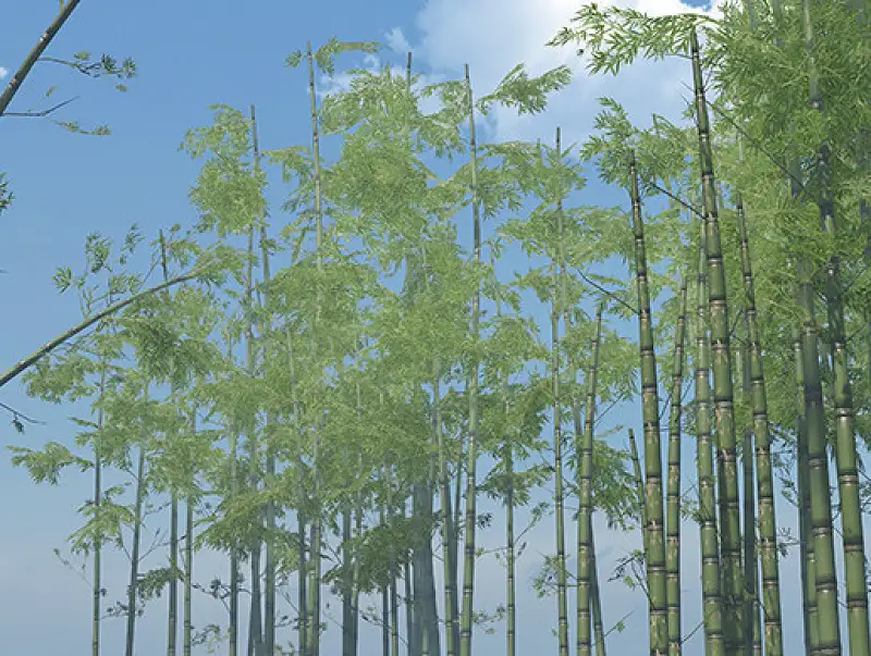 Nature Assets - Bamboo Pack Asset Thumbnail