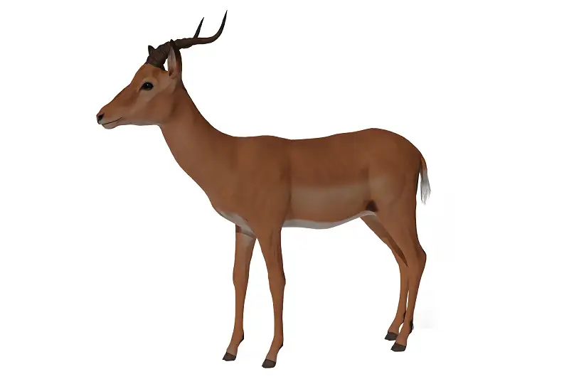 Realistic Antelope Model for Unity Asset Thumbnail
