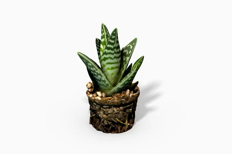 Gasteria Plant - Photoscanned PBR Asset Thumbnail