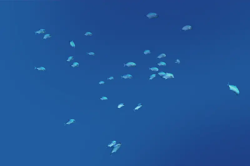 Realistic Underwater School of Fish Asset Thumbnail