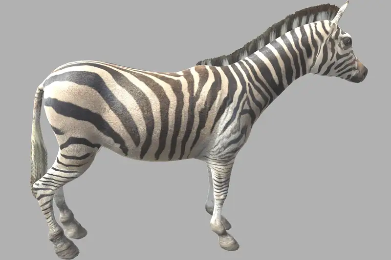 Zebra 3D Model and Animations Asset Thumbnail