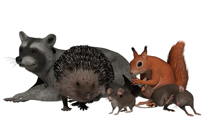Rodent Pack for Unity Asset Thumbnail