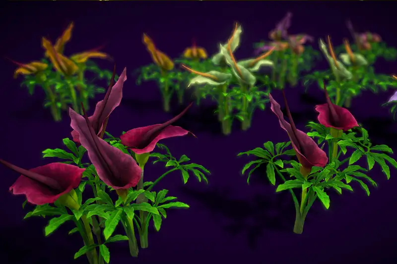 Flower Dracunculus Species Asset Thumbnail