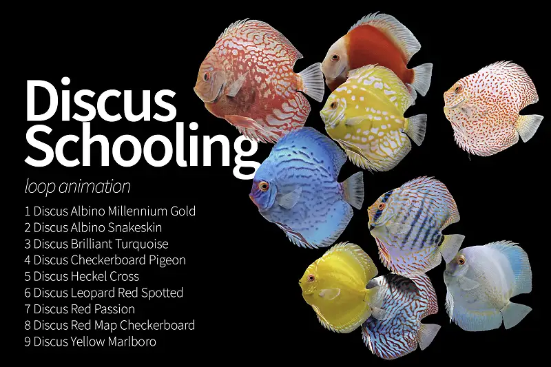 Realistic Discus Fish Pack Asset Thumbnail