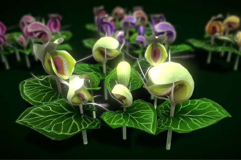 Flower Corybas Sinii Asset Thumbnail