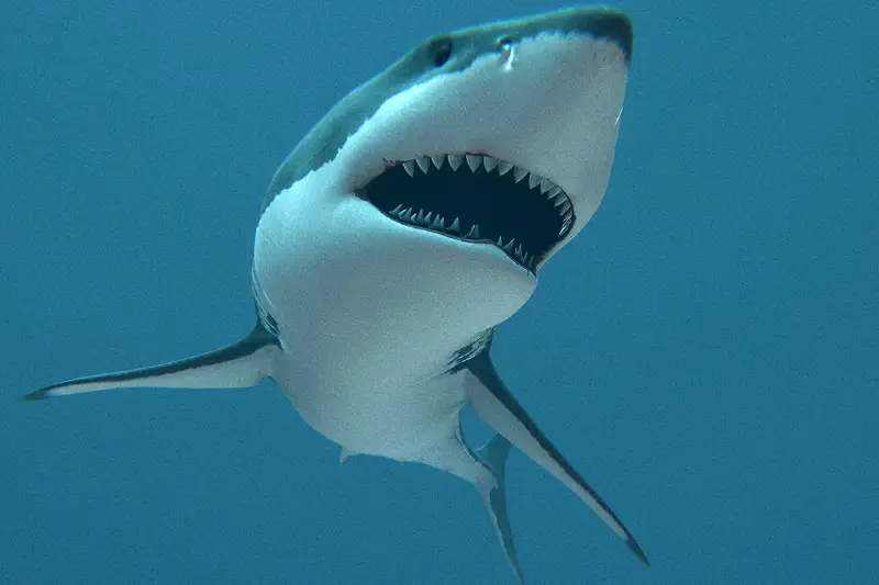 Great White Shark : Animated Asset Thumbnail