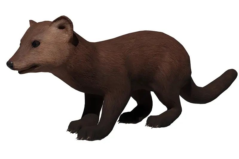 Realistic Marten 3D Model Asset Thumbnail