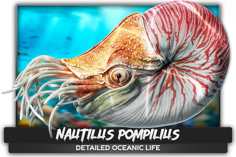 Nautilus Pompilius - Shell Mollusk - Underwater Tentacles - #44 Asset Thumbnail