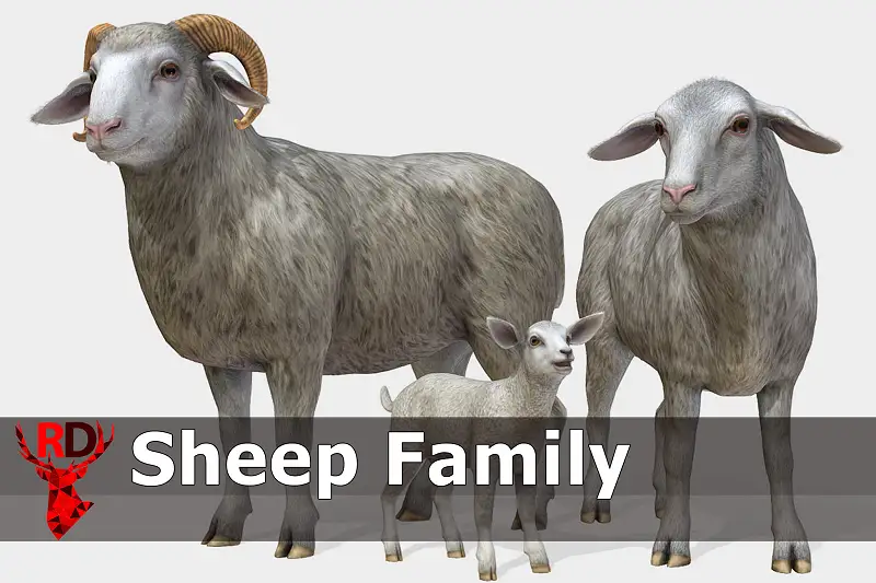 Sheep Family Asset Thumbnail