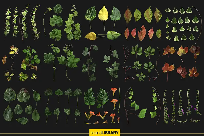 Climped Plant Atlas Scans Asset Thumbnail