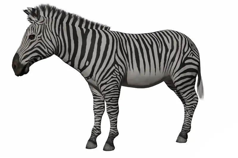 Realistic Zebra Model with 82 Animations Asset Thumbnail