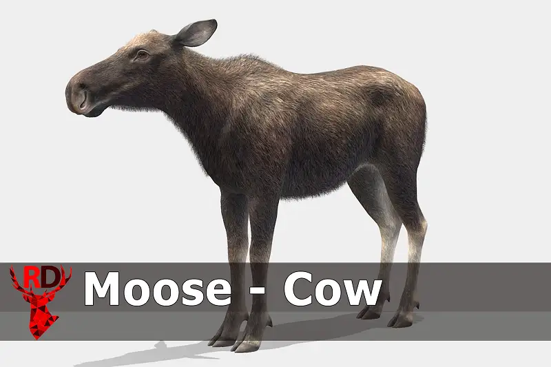 Realistic Moose Cow 3D Model Asset Thumbnail
