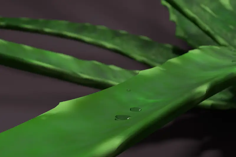 House plant Aloe Asset Thumbnail