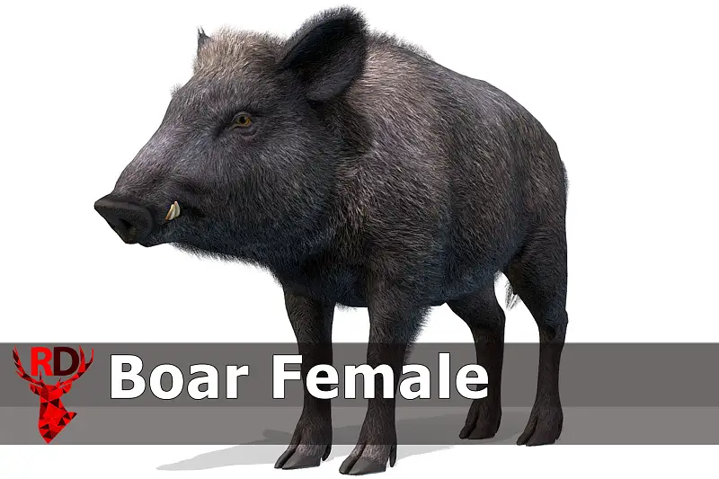 Realistic Wild Boar Female Model Asset Thumbnail