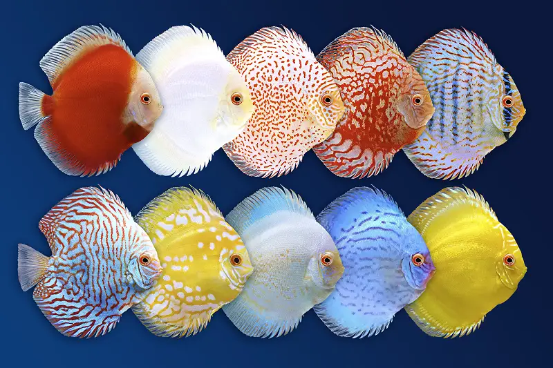 Discus 10 animated fish Asset Thumbnail