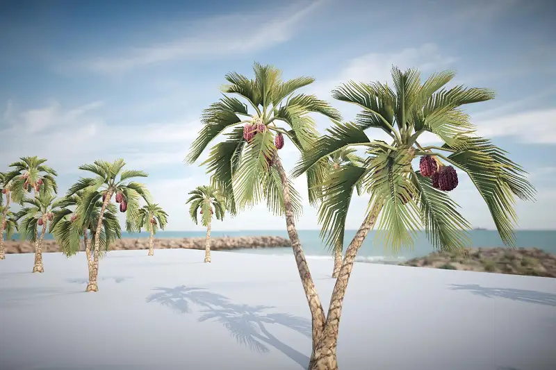 Date Palm Tree Models for Unity Asset Thumbnail