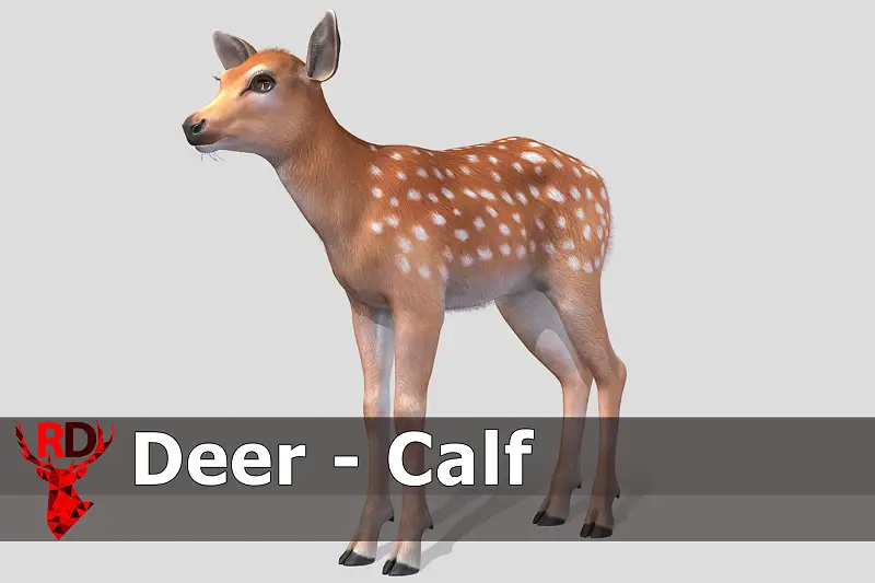 Realistic Deer Calf Model Asset Thumbnail