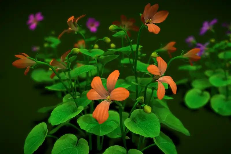 Flower Viola Biflora Asset Thumbnail