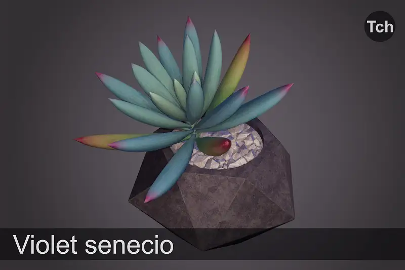 Violet Senecio Succulent 3D Model Asset Thumbnail