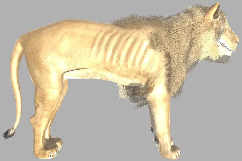 Realistic Lion 3D Model and Animations Asset Thumbnail