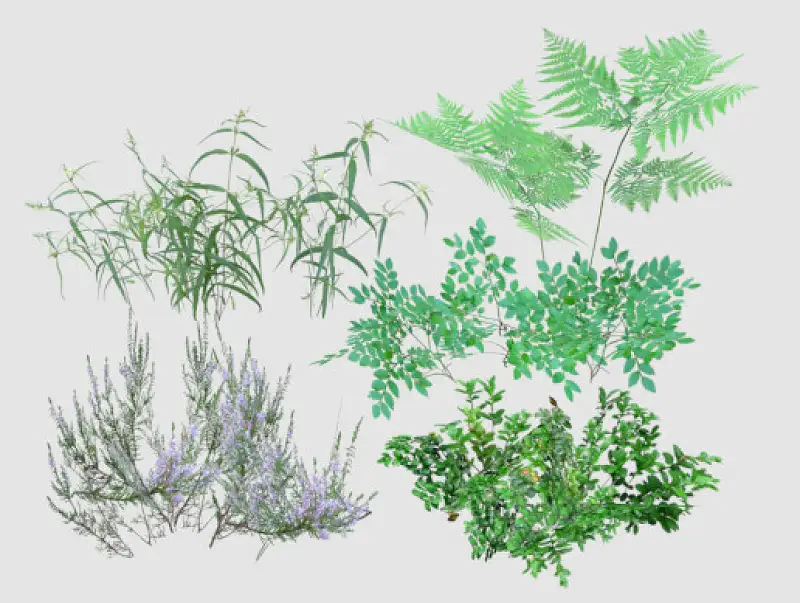 Dry forest plants Asset Thumbnail