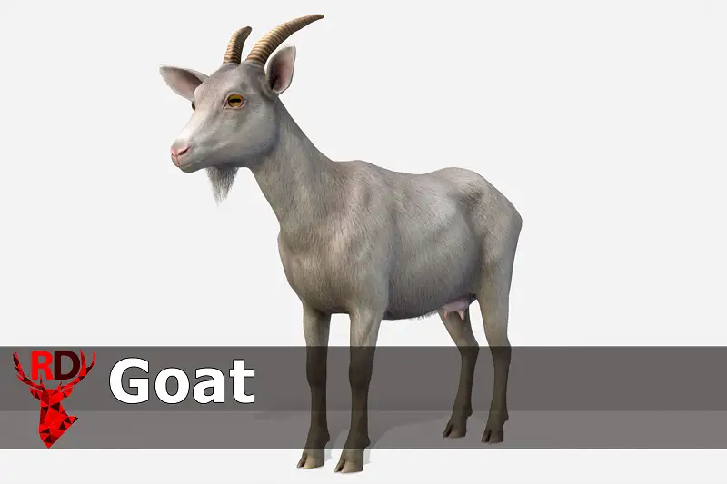 Goat - Female Asset Thumbnail