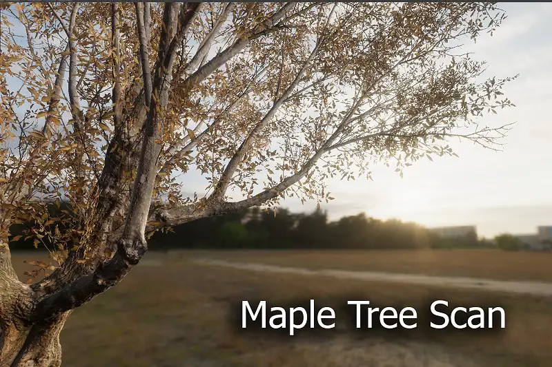 Maple Tree Scan HDRP Package Asset Thumbnail